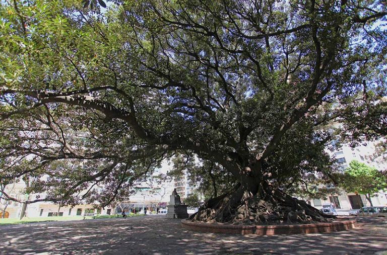 A rubber tree in Buenos Aires