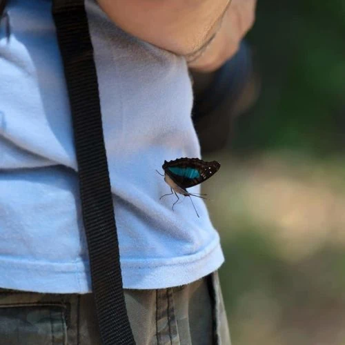 Mariposa Isla Martin Garcia