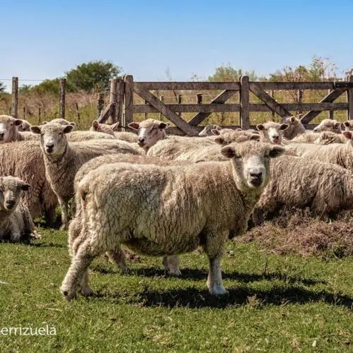 Gaston Serrizuela ovejas animales Pardo