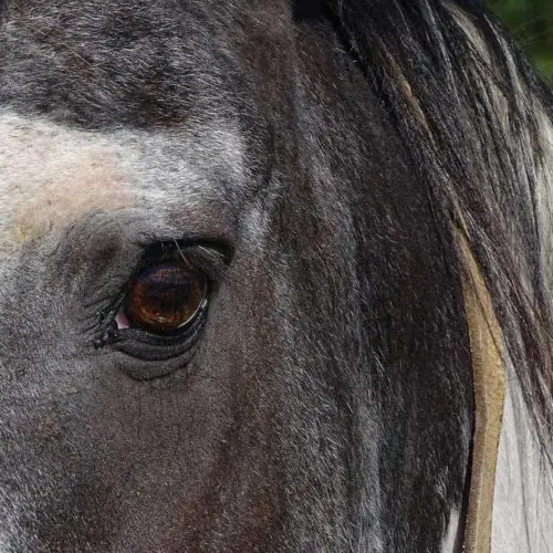 Vale Grant ojo caballo Pardo