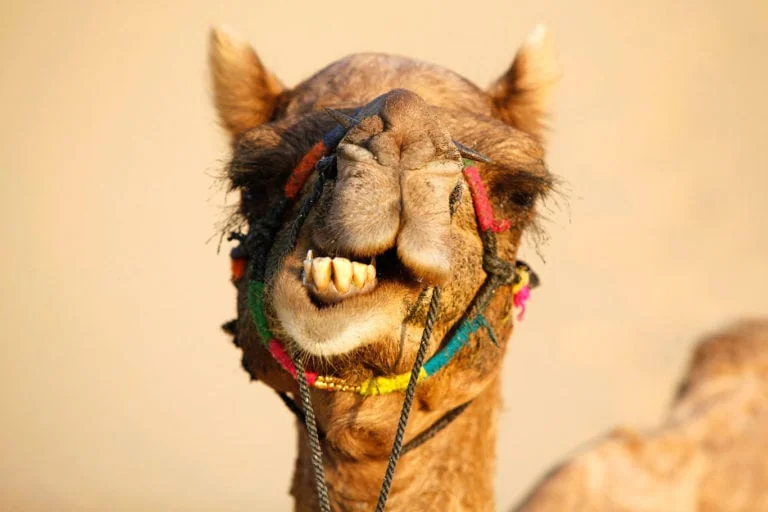 Short depth of field in a portrait