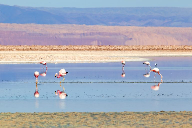 Flamingoes in the Chaxa lagoon, Atacama, Chile