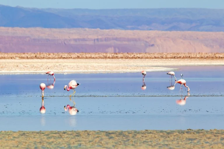 Flamingoes in the Chaxa lagoon, Atacama, Chile