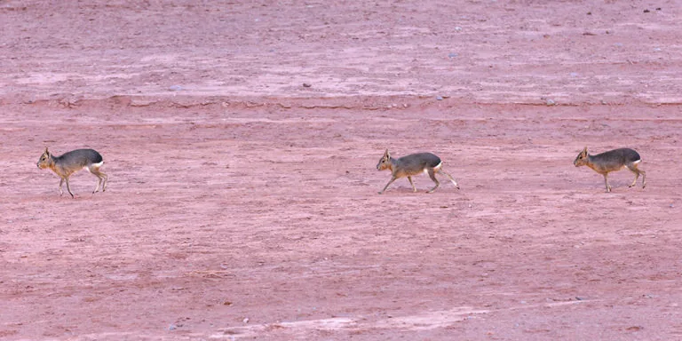 Maras nel Parco Nazionale Talampaya
