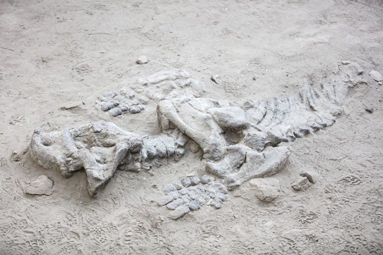 Dinosaur skeleton in Ischigualasto