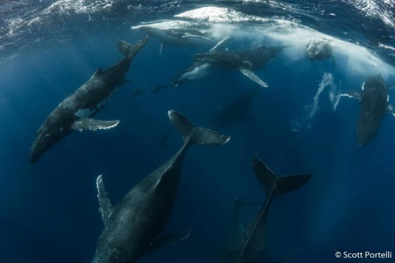 Scott Portelli NPOTY 2019 winner