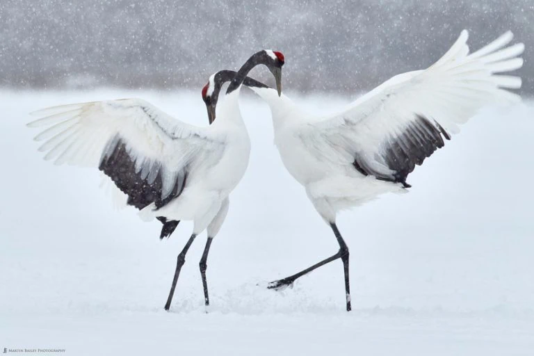 Red-crowned cranes