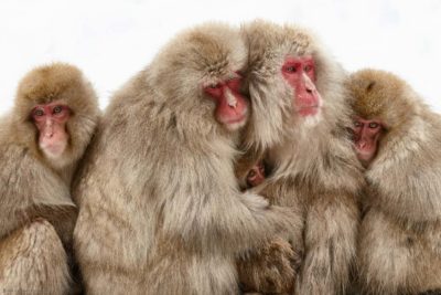 snow monkeys in japan by Martin Bailey