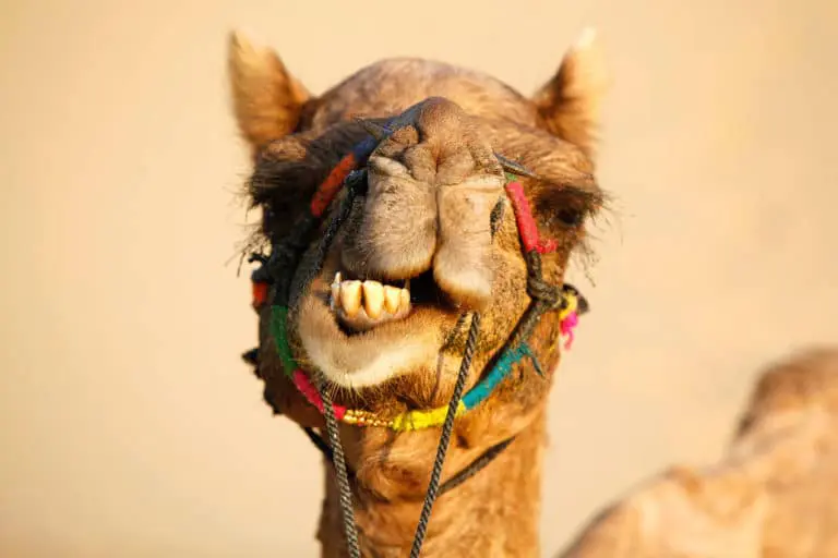 depth of field guide