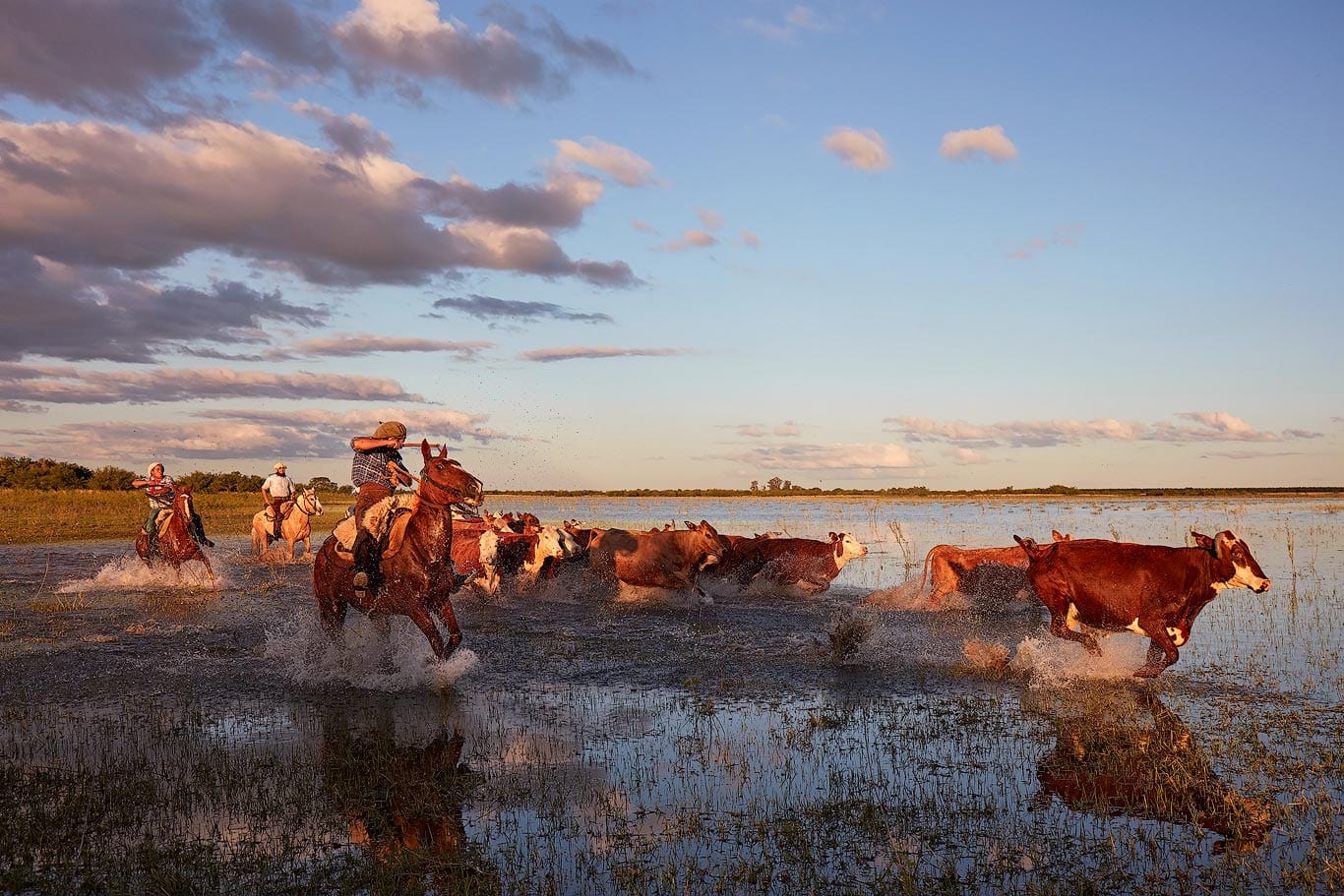 cows herd corrientes argentina 1