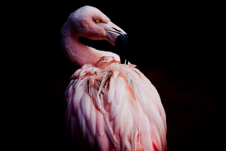 sharp image of a flamingo