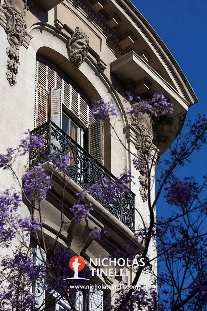 jacaranda spring buenos aires