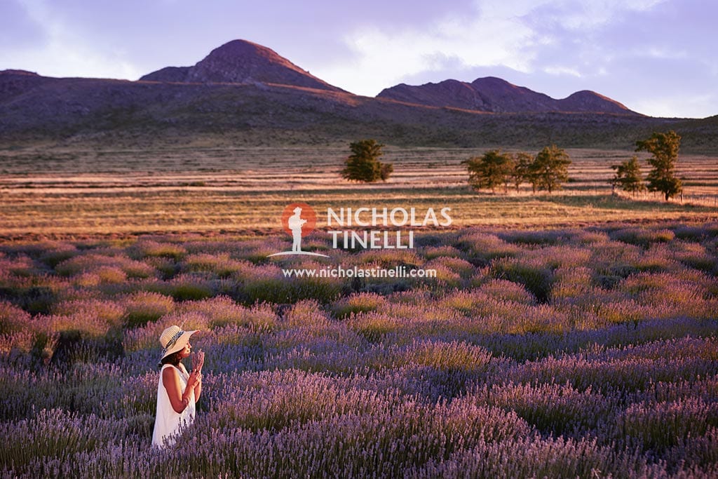 lavender field sierra ventana argentina